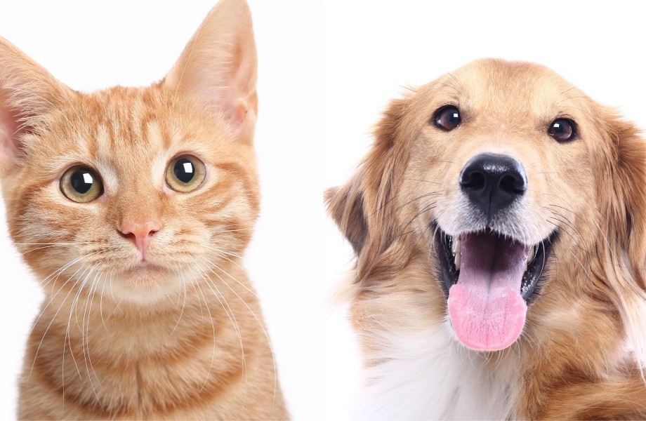Walmart canada pet supplies store